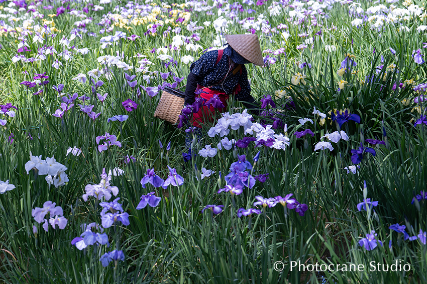 薬師池公園（町田市） 菖蒲と花摘み娘